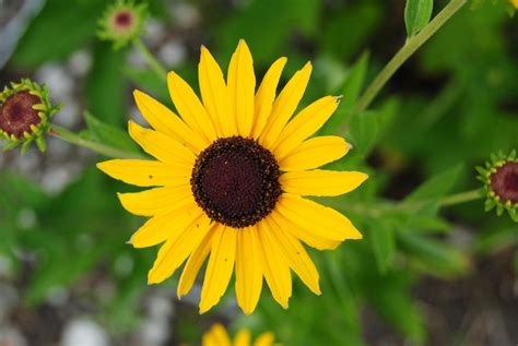 flowers that are similar to sunflowers